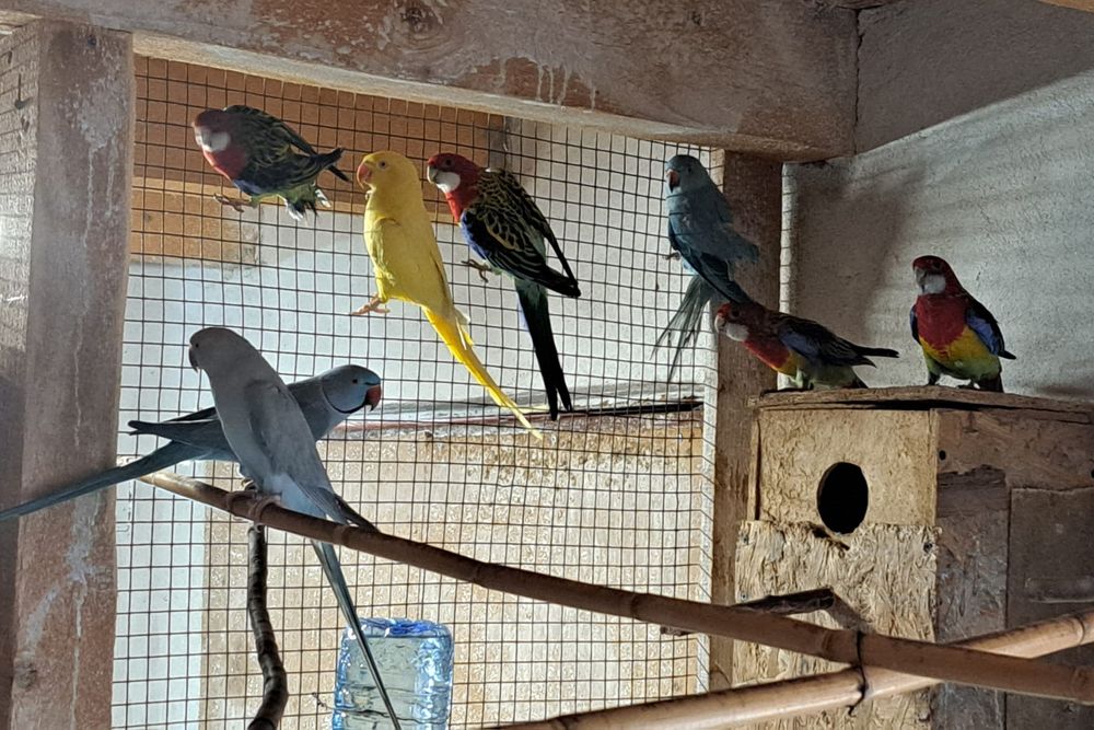 Papagali cantatori ,Nimfe,Micul si Marele Alexandru, Rossela, Agaponis