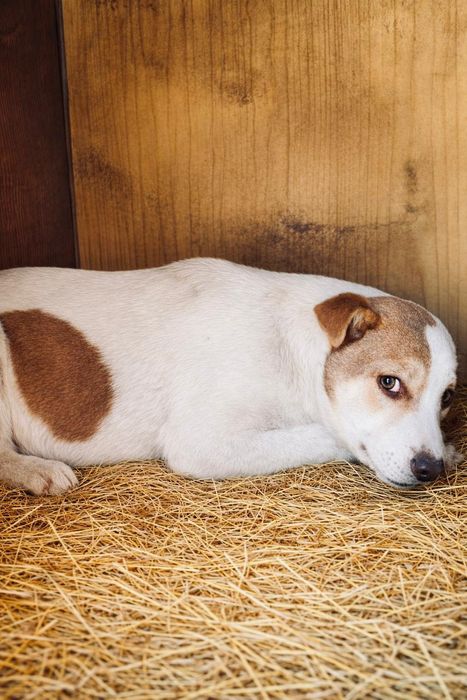 Отдам щенков в добрые надёжные руки
