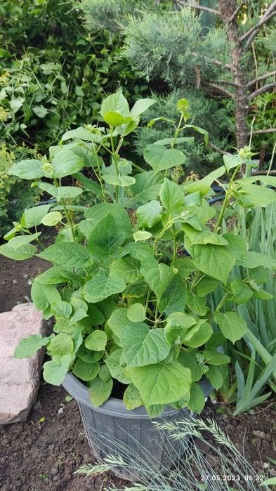 Продам  можжевельник туя