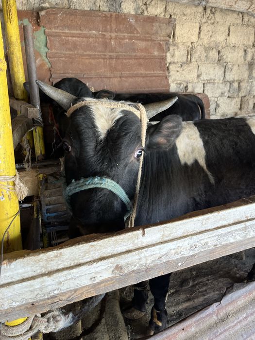 Семиз буха,байланган ангус
