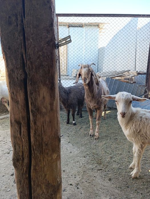 Теке англонубийский асыл тұқымды