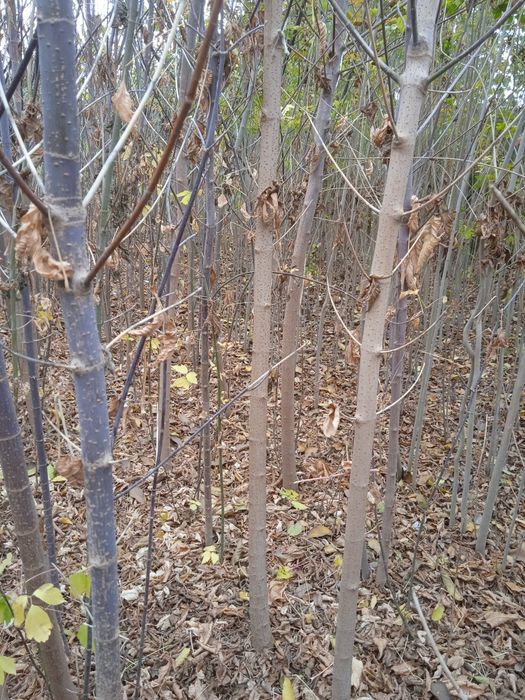 Каталпа, Ясин, клён, япон сафураси  акатсия , каштан кучатлари