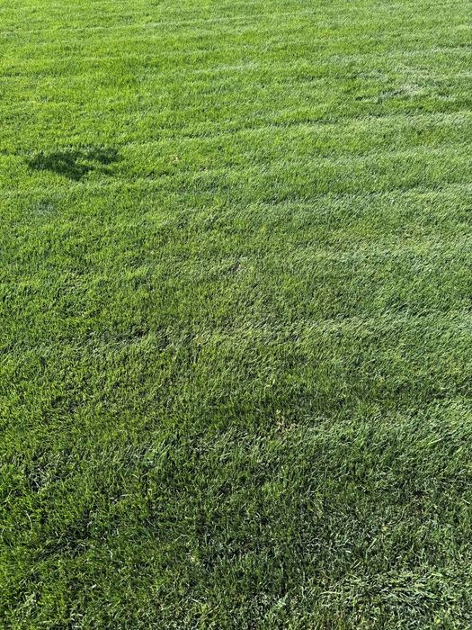 Tayyor rulon gazon poliv ustanovka