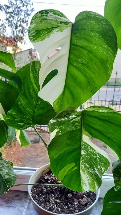 Monstera Albo, frunza cu radacina formata