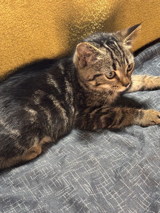 Котенок в хорошие руки!