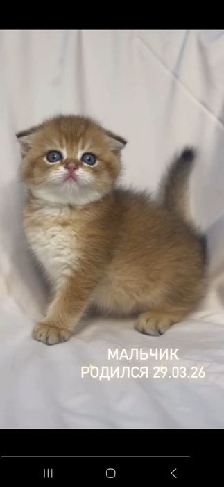 Кот.     кот        кот