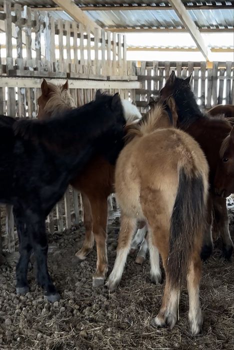 Жабағылар сатылады