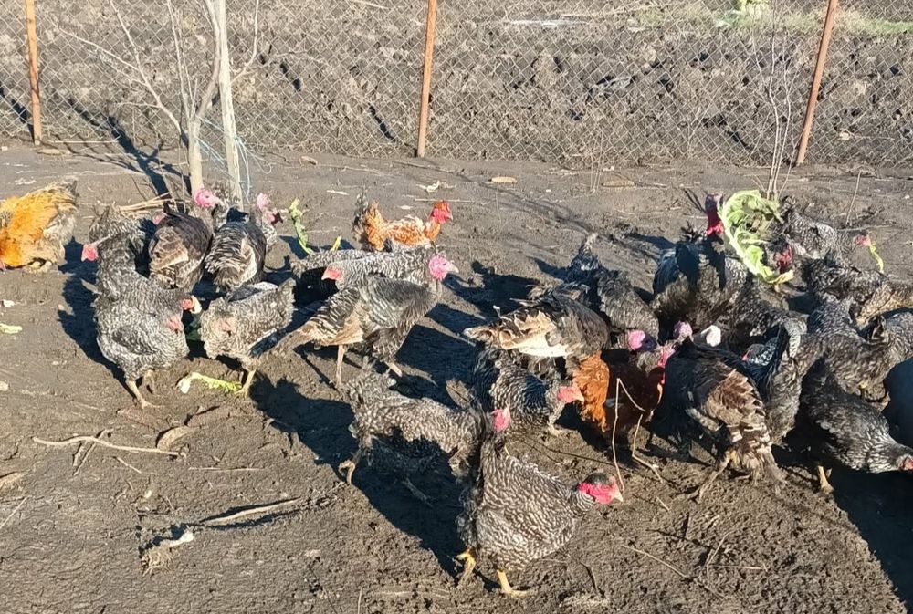 Vand Gaini si Cocoș