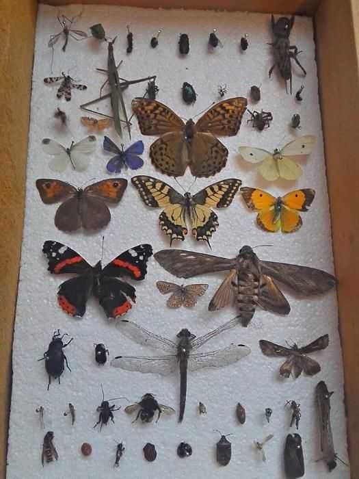 Insectar ptr școală / Facultate, elevi,insecte deosebite