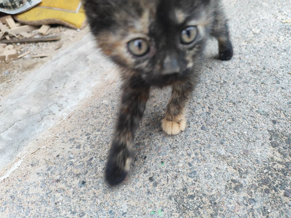 Отдам котят в хорошие руки