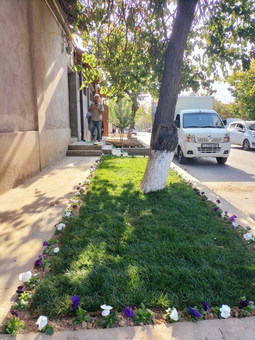 Gazon ekamiz yevro gazon