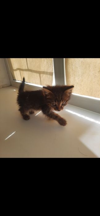 Одам даром котенка