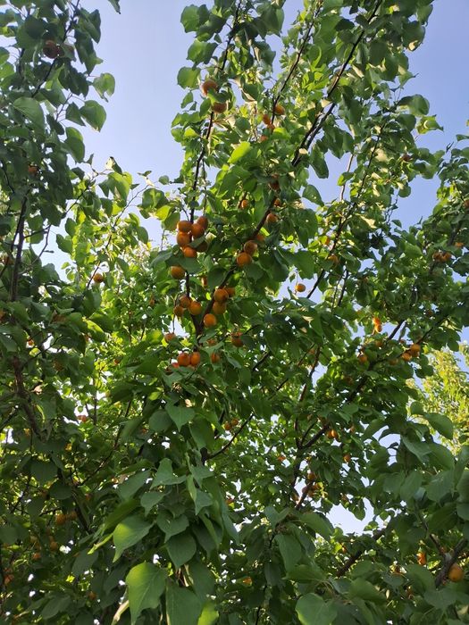 Har xil turdagi ko‘chatlar sotiladi