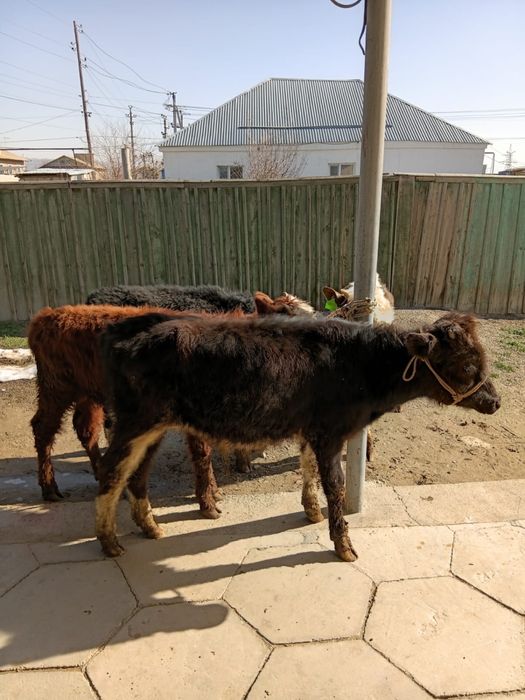 Бұқалар сатылады. Продам бычков