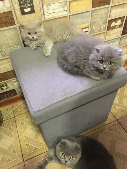 Прадеутса котета