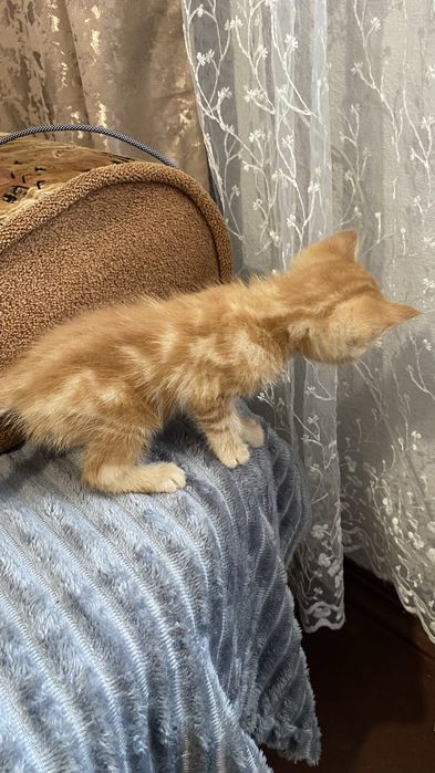 Отдам котят бесплатно