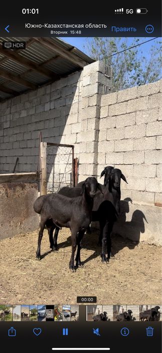 10 айлык таза канды гисар