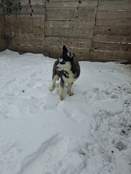 Mascul husky cu ochii albaștri