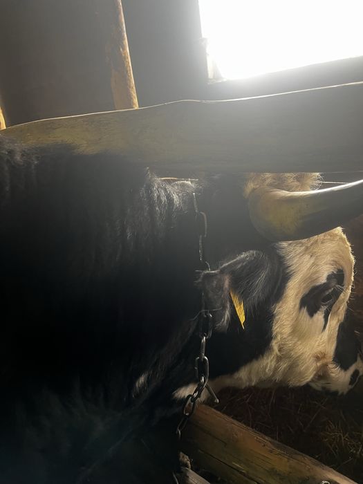 Тайша және сиыр