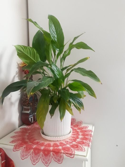 Цветок женское счастье