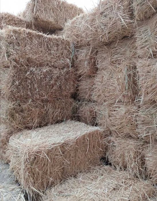 Cамон пресс хашак