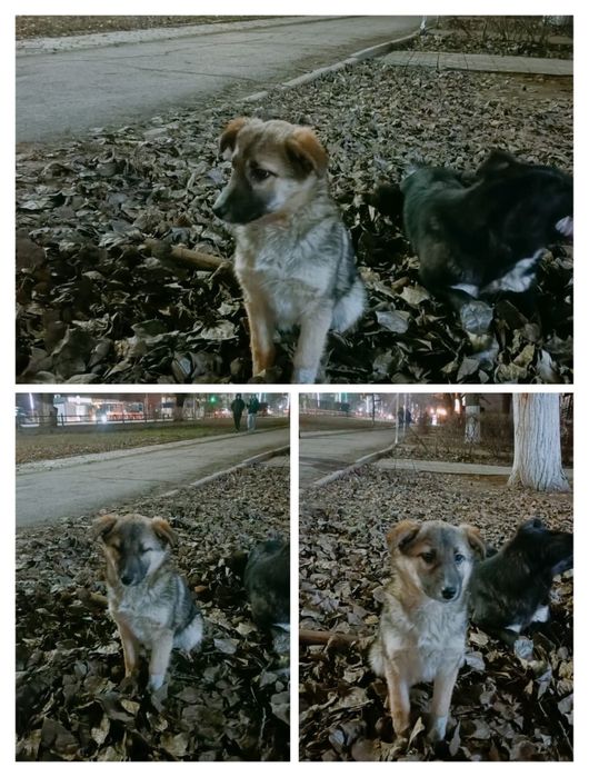 Потеряшка, ищет хозяев