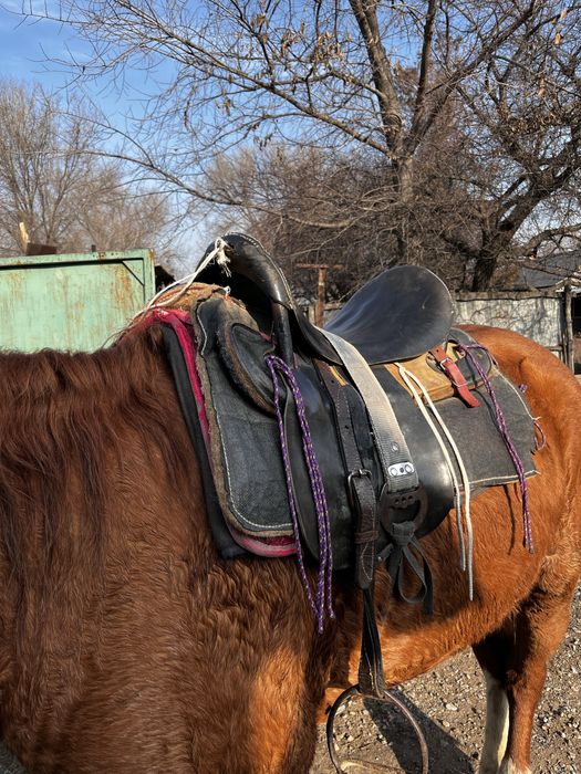 Продам седло каварелийское