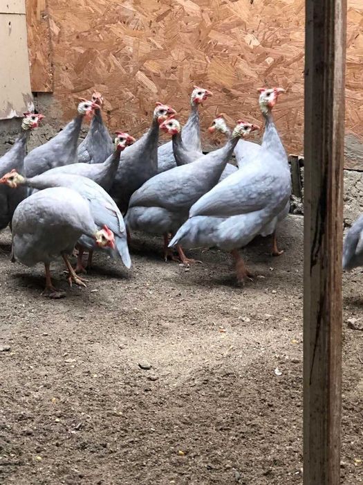 Bibilici Albe sau Albastre – sănătoase și bine crescute