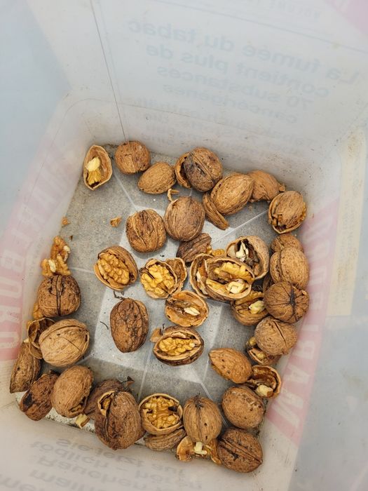 Vand samburi de nuci bio