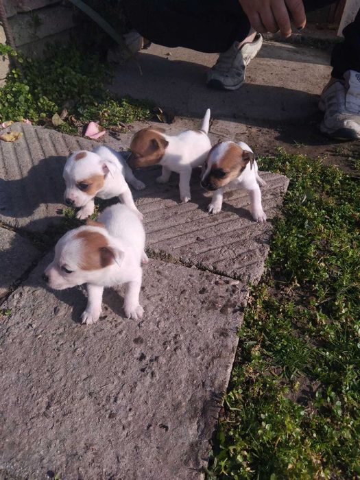 Джак ръсел мъжко и женски