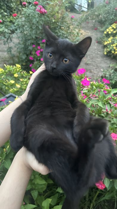 Котята ищут любящих хозяев!