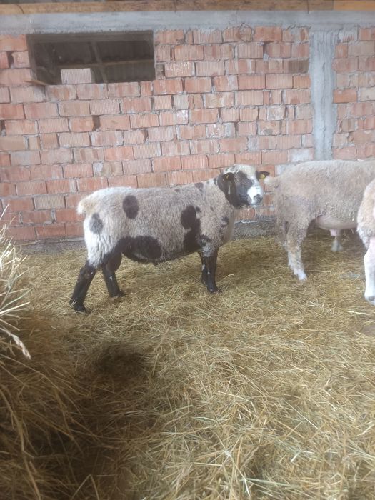 Berbec Texel și Pătat Olandez