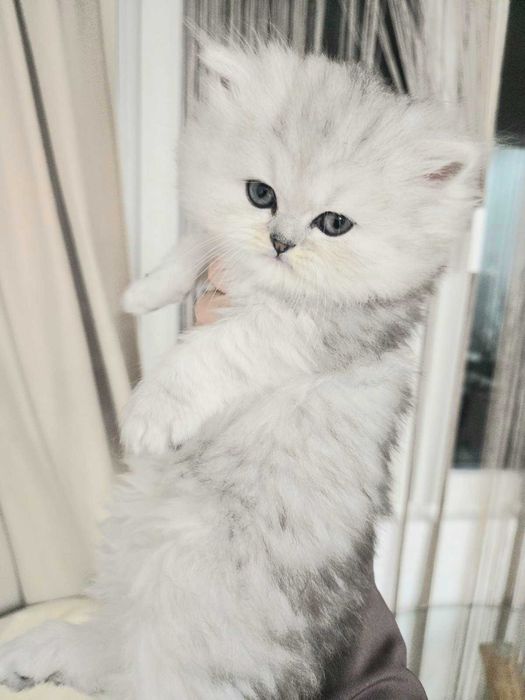 Персийска сребърна чинчила -котенца