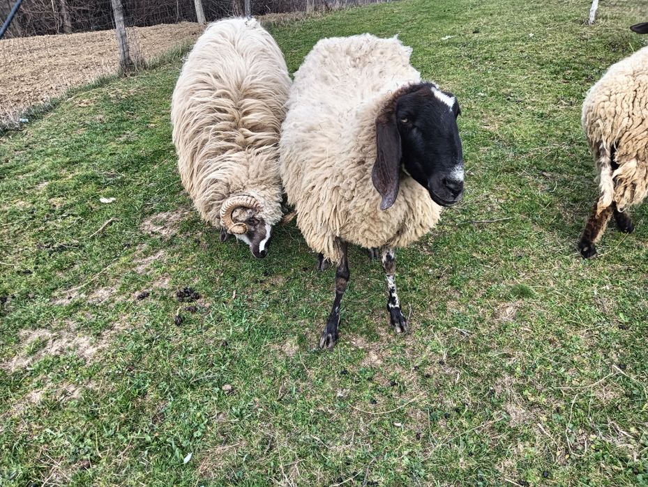 Vând 2 oi un și un berbec