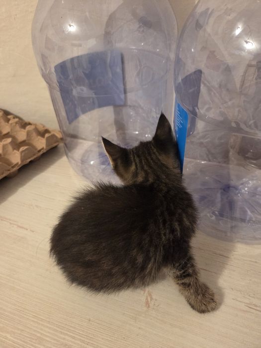 Отдам котенка мальчика в добрые руки