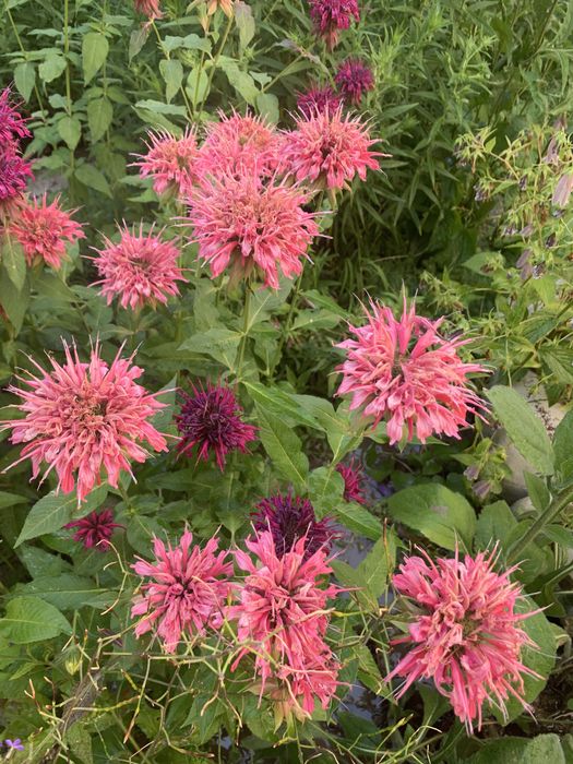 Продам многолетние садовые цветы