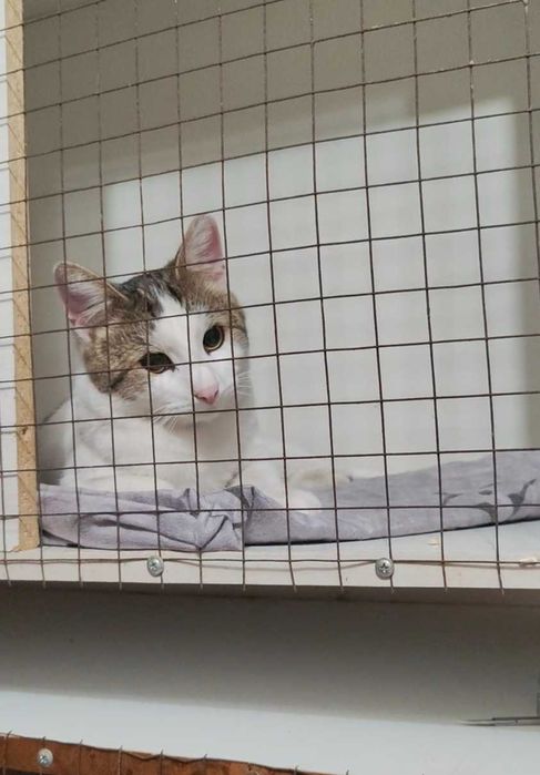 Умный котик ищет дом