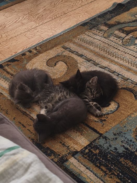 Котята породистые