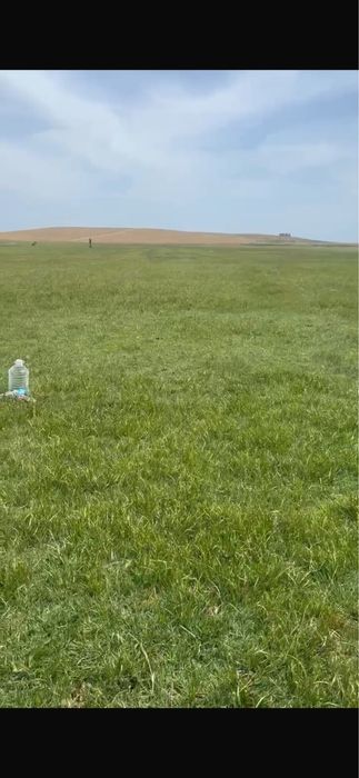 Рулонный дёрн луговой