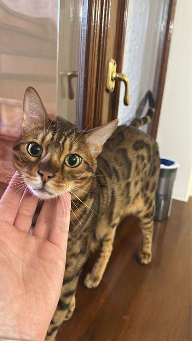 Бенгальский  кот