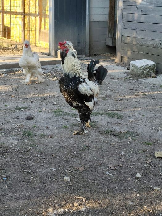OFERTĂ!! Cocoș strumski cu 3 găini