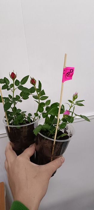 Розочки:1500 тенге