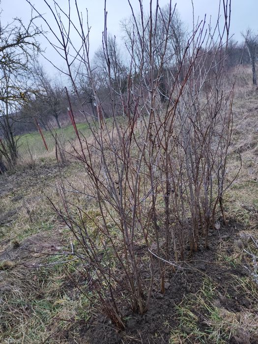 Pomi fructiferi; Pruni D'gen și Vânat Romanesc