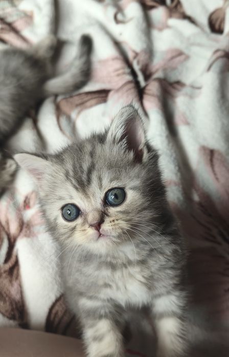 Шотландские котята