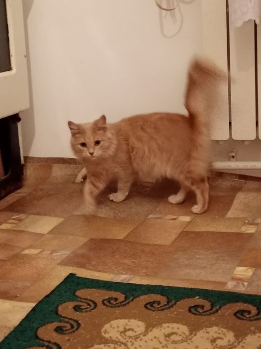 Отдам кошку в добрые руки