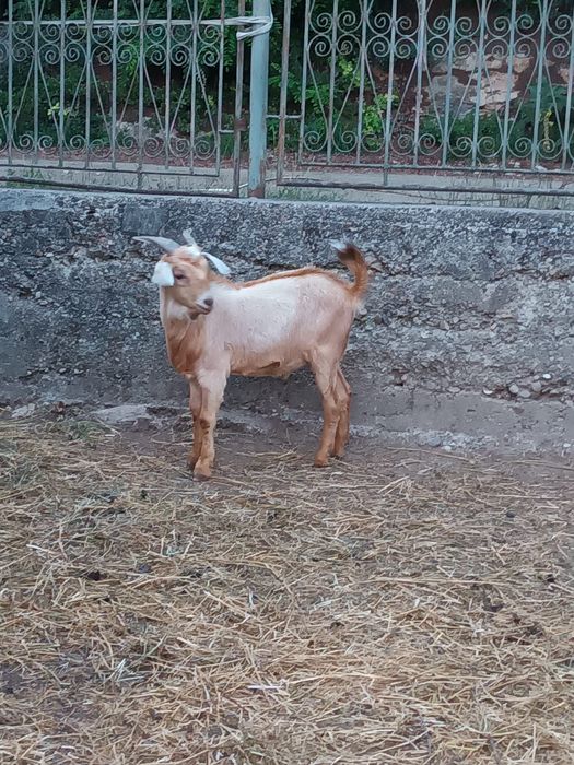 Vând țap din primăvară