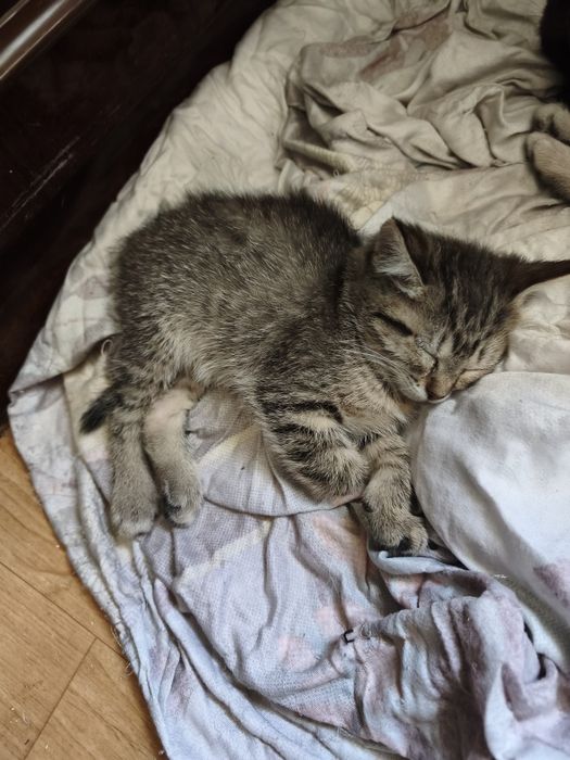 Котята даром в добрые руки