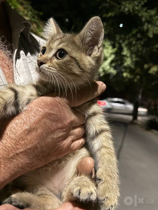 Отдам котят в добрые руки