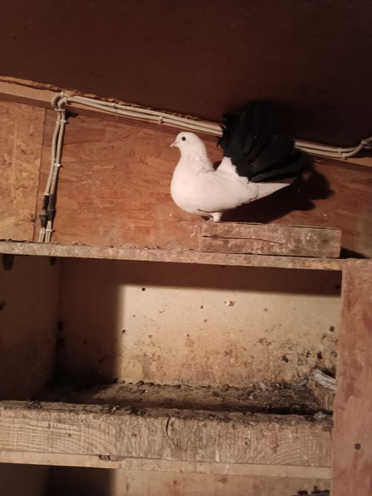 Продам голубей павлинов