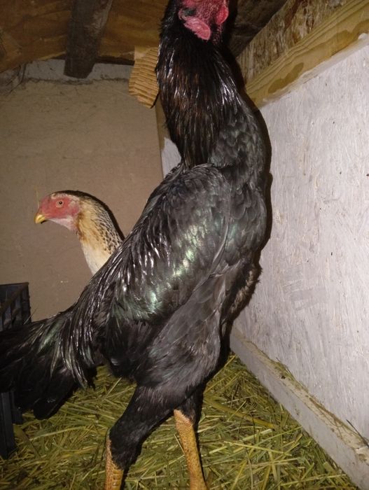 Ассаламу Алейкум! Продам Шамо